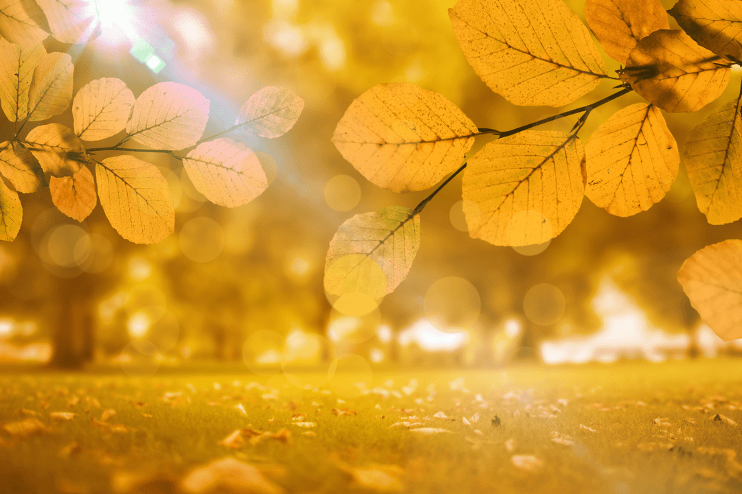 Transparent PNG of Autumn Leaves on Soft Golden Background