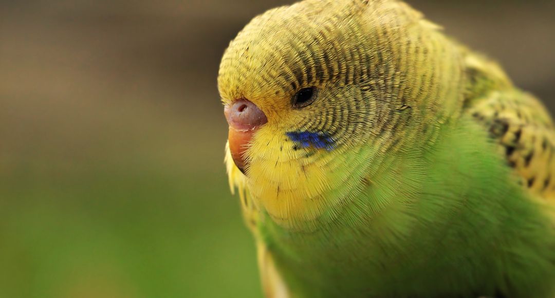 Close-Up of Green Budgerigar Parakeet in Wildlife Habitat - Free Images, Stock Photos and Pictures on Pikwizard.com