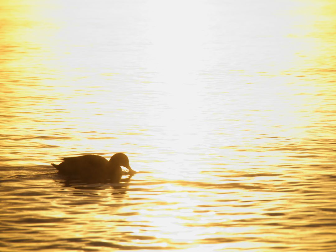 Silhouette Duck in Radiant Evening Light