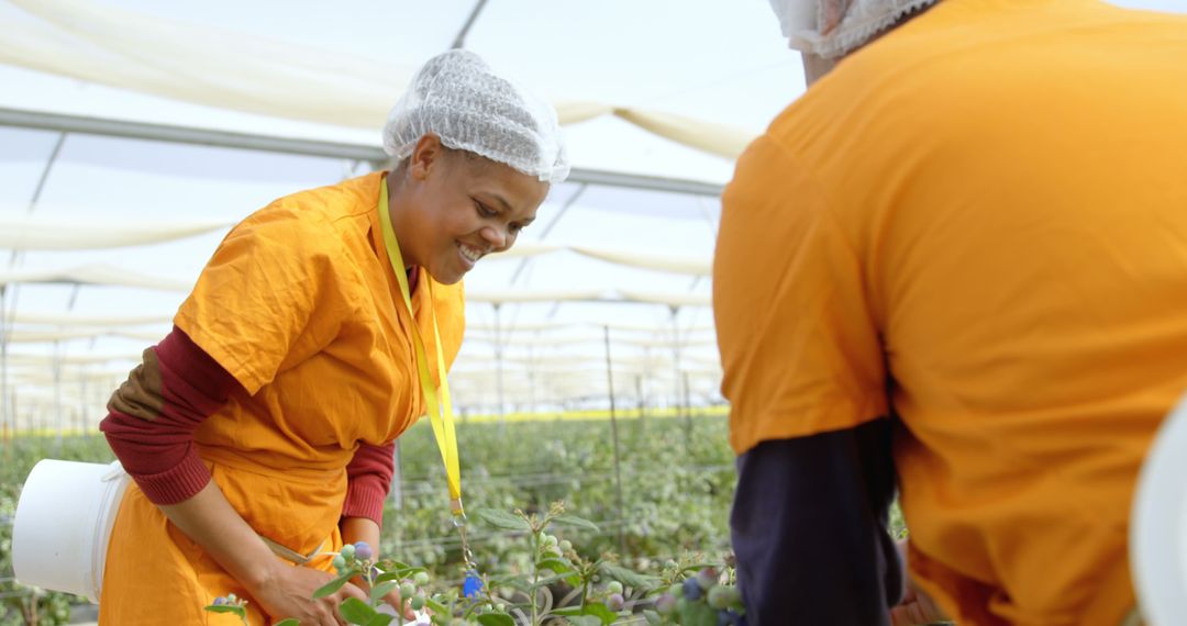 Female Worker Smiling While Picking Flowers in Greenhouse - Free Images, Stock Photos and Pictures on Pikwizard.com