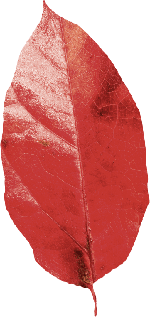 Transparent Red Autumn Leaf Showing Detailed Veins and Texture