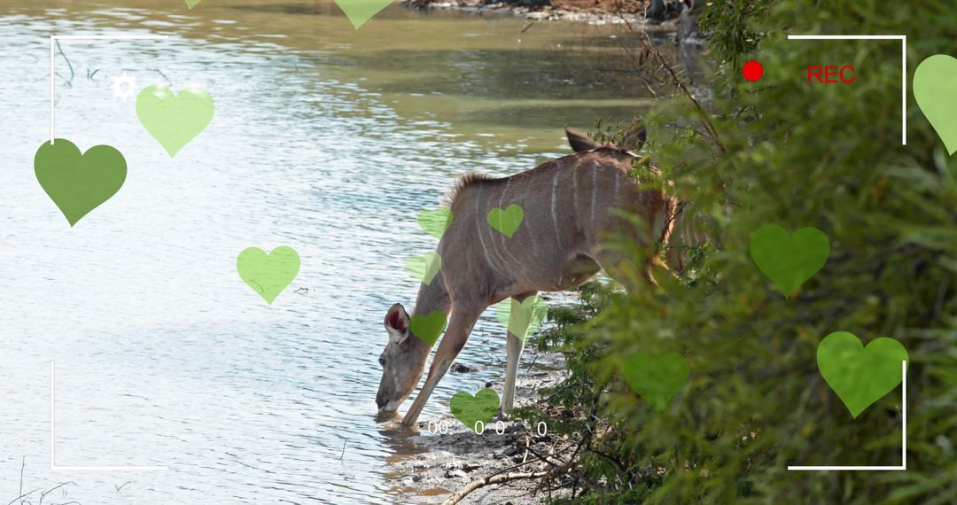 Antelopes Grazing by Water with Digital Heart Overlay