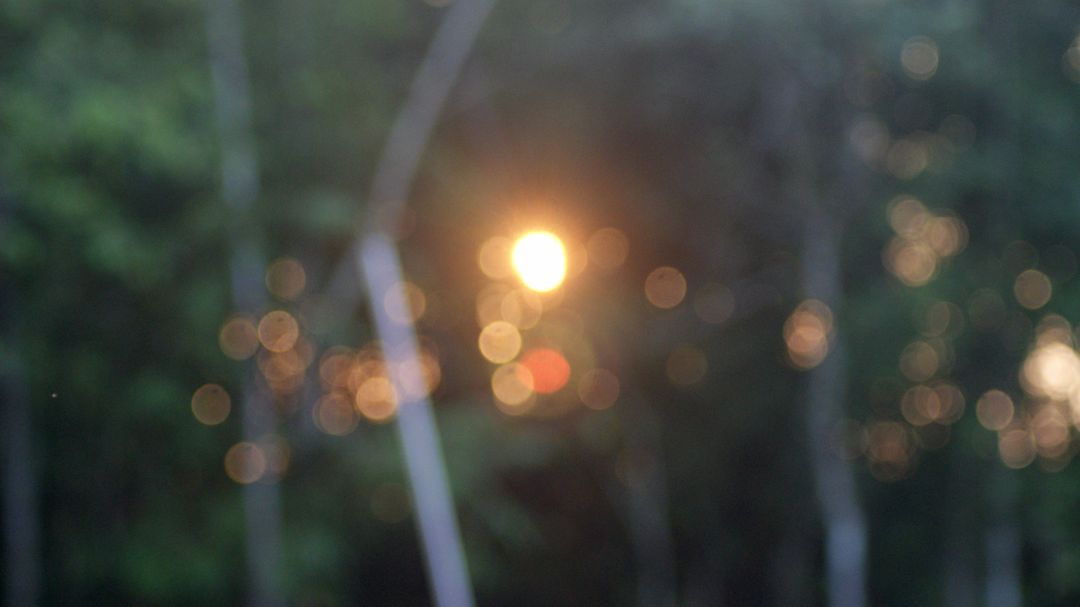 Abstract Bokeh Background of Sunlight Through Forest Trees - Free Images, Stock Photos and Pictures on Pikwizard.com