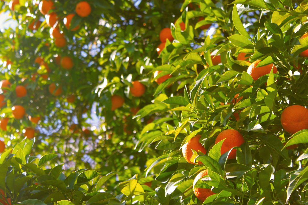 Sunlit Orange Grove Tree with Ripe Oranges and Green Leaves - Free Images, Stock Photos and Pictures on Pikwizard.com