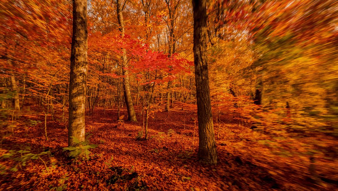 Autumn forest bathing in warm light with motion blur and vibrant red maple