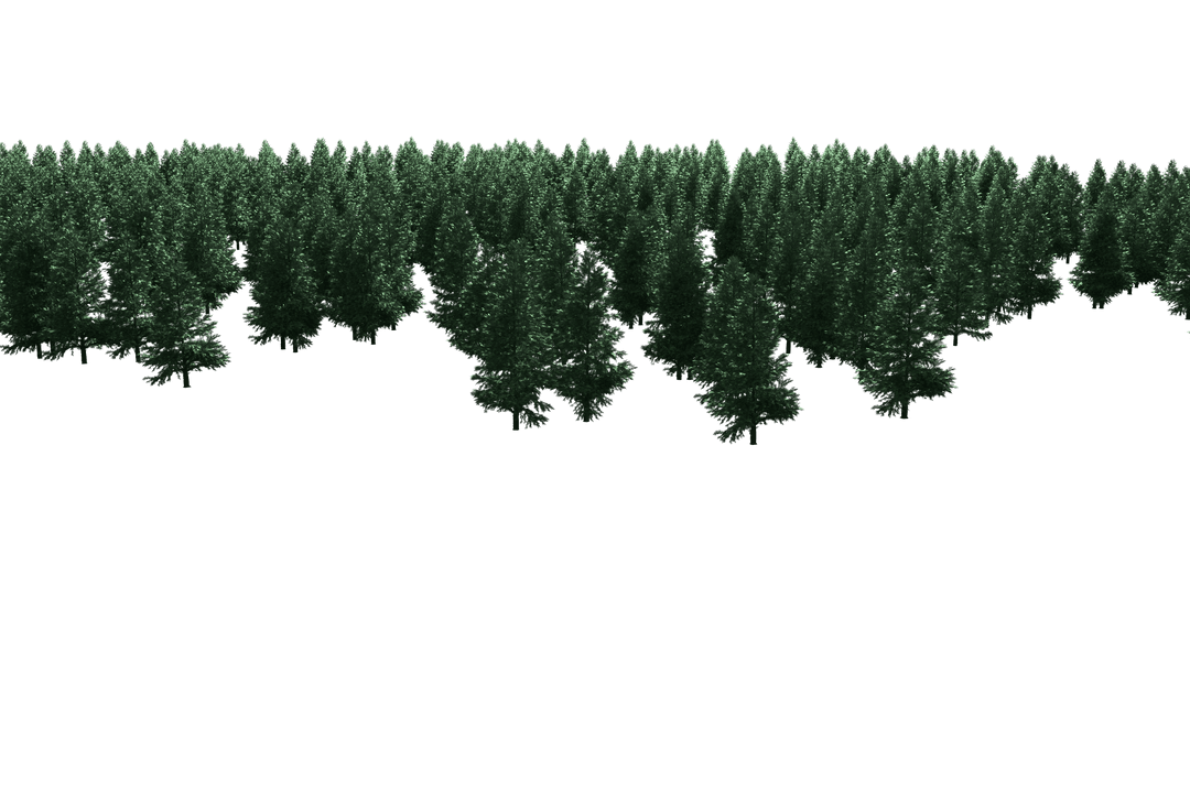 Dense Pine Forest Above Transparent Background