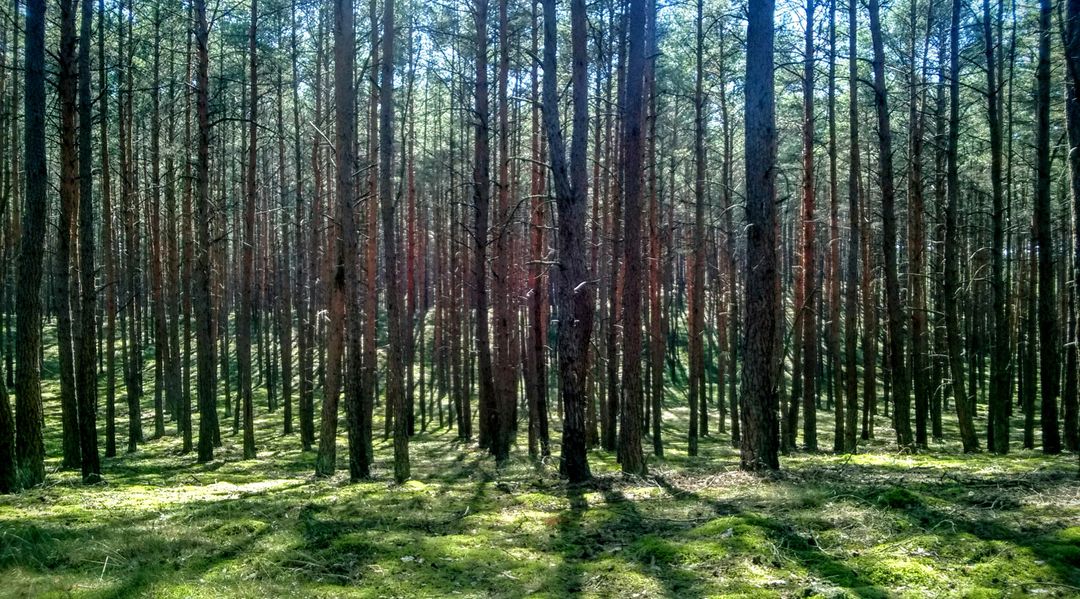 Sunlight Streaming Through Dense Pine Forest - Free Images, Stock Photos and Pictures on Pikwizard.com
