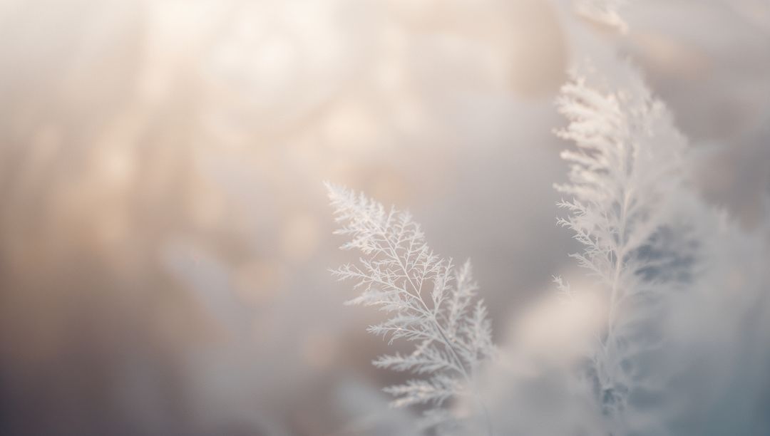 Frosted Feathery Grass Plumes Glowing in Soft Backlight with Ice Crystals and Warm Bokeh