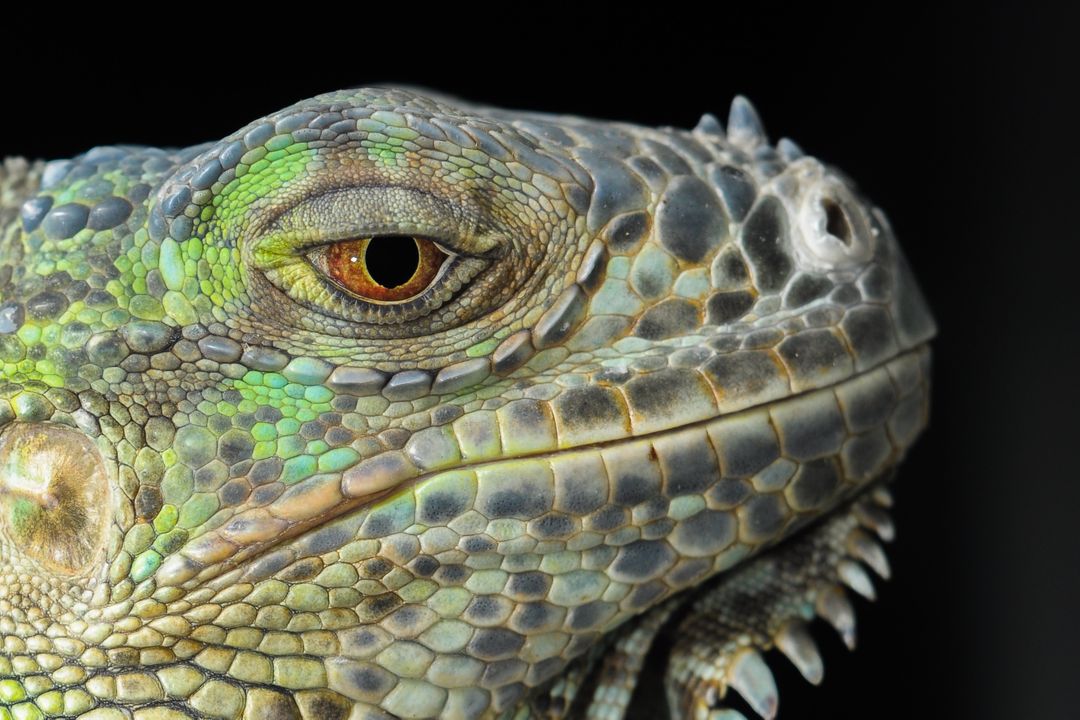 Close-up of Iguana Head with Scales and Patterns in Detail - Free Images, Stock Photos and Pictures on Pikwizard.com