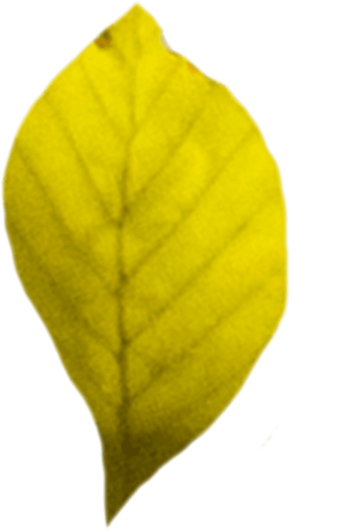 Digital Illustration of Yellow Leaf on Transparent Background