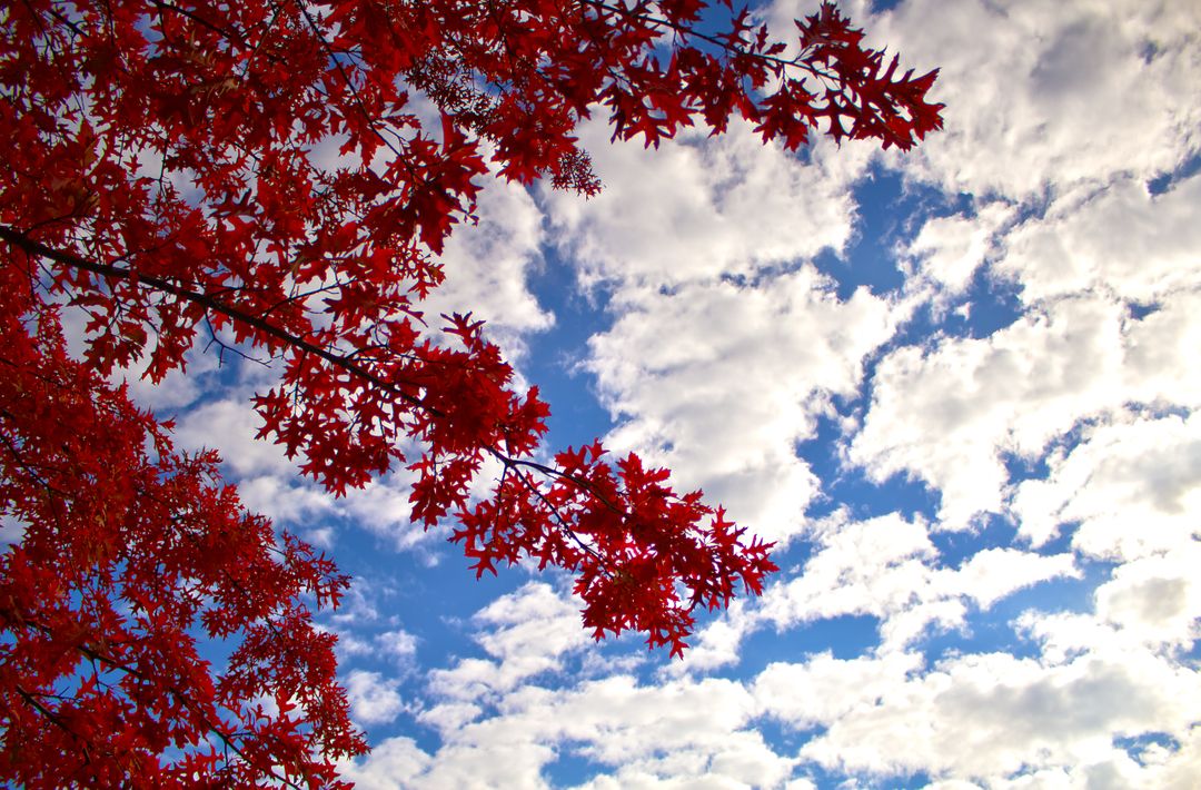 Low Angle Photography of Red Leaf Tree Under Cloudy Blue Sky during Daytime - Free Images, Stock Photos and Pictures on Pikwizard.com
