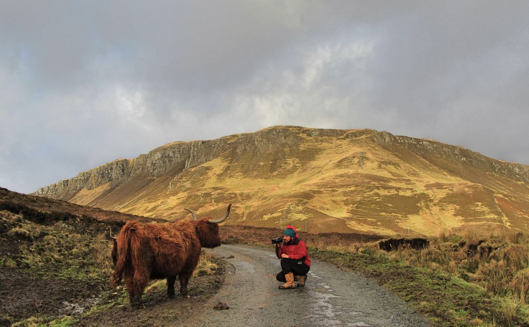 Hiker Photographs Highland Cow on Mountain Road - Free Images, Stock Photos and Pictures on Pikwizard.com