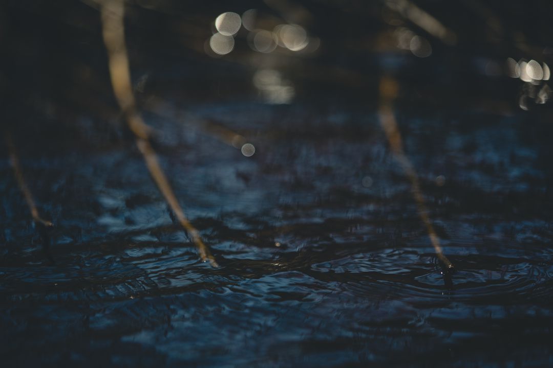 Natural Twigs in Dark Tranquil Water with Bokeh Effect - Free Images, Stock Photos and Pictures on Pikwizard.com