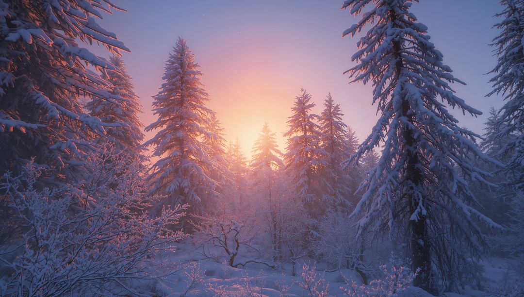Sunrise Illuminates Snowy Pine Forest in Winter Serenity
