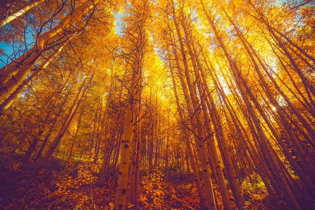 Golden Aspen Forest in Autumn - Free Images, Stock Photos and Pictures on Pikwizard.com
