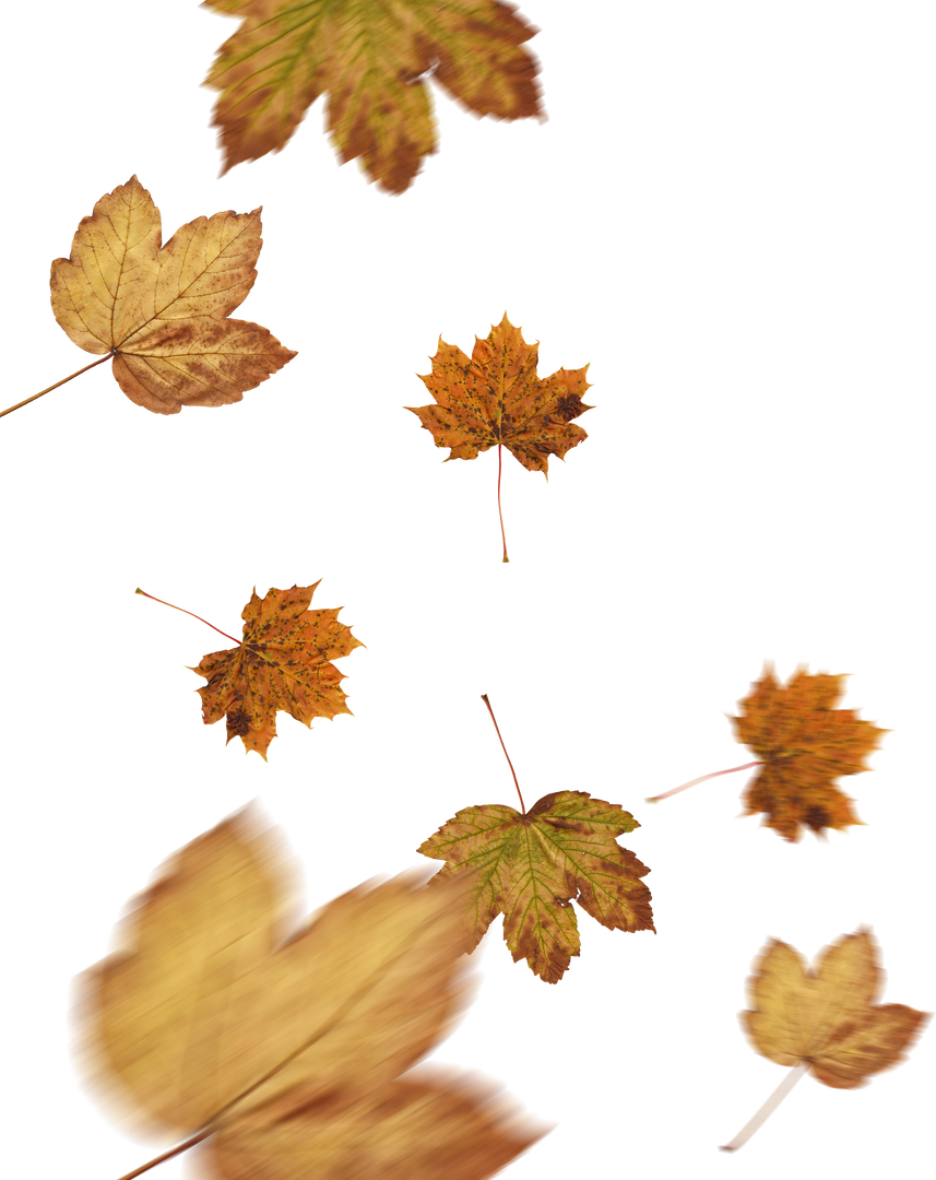 Yellow Autumn Leaves Falling Isolated on Transparent Background - Download Free Stock Images Pikwizard.com