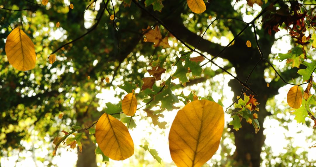 Autumn Leaves Falling as Sun Shines Through Forest Canopy