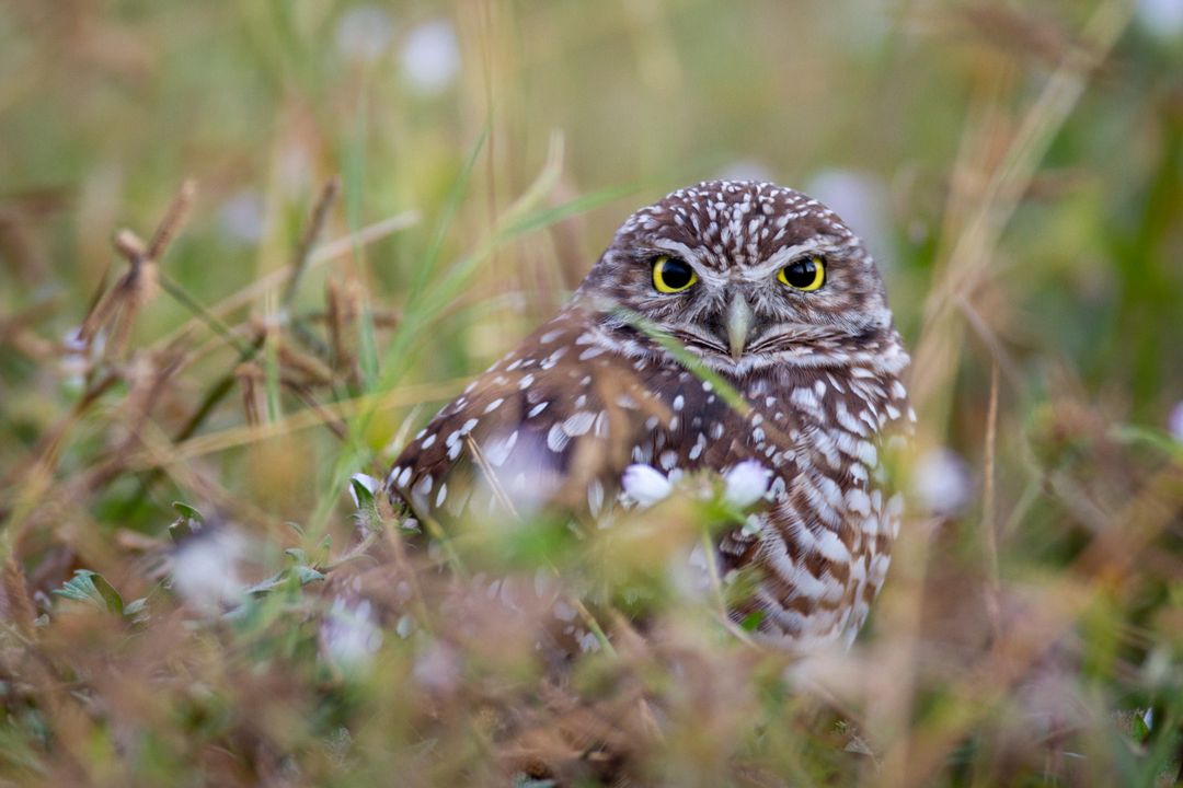 Burrowing Owl Camouflaging in Grass