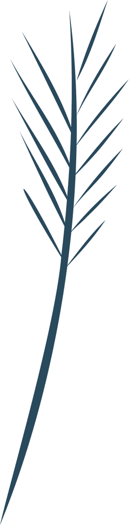 Stylized Palm Frond Float Minimalist Design on Transparent