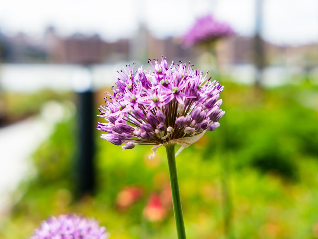 Blooming purple allium flower head with soft bokeh garden background