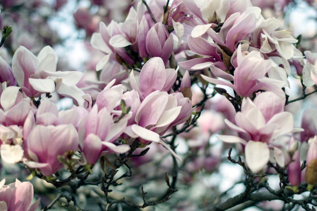 Blooming Magnolia Tree With Pink and White Flowers in Spring - Free Images, Stock Photos and Pictures on Pikwizard.com