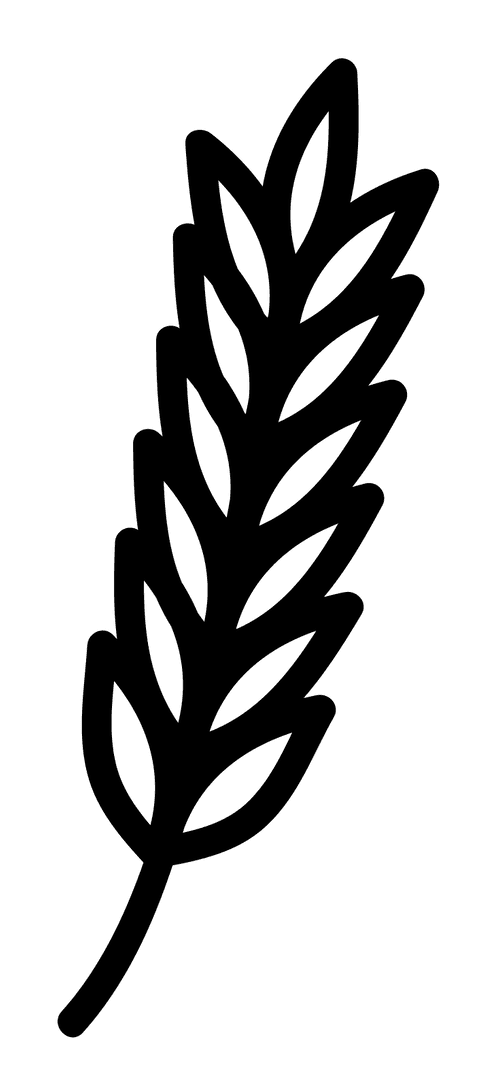 Transparent Educational Illustration of Cereal Plant