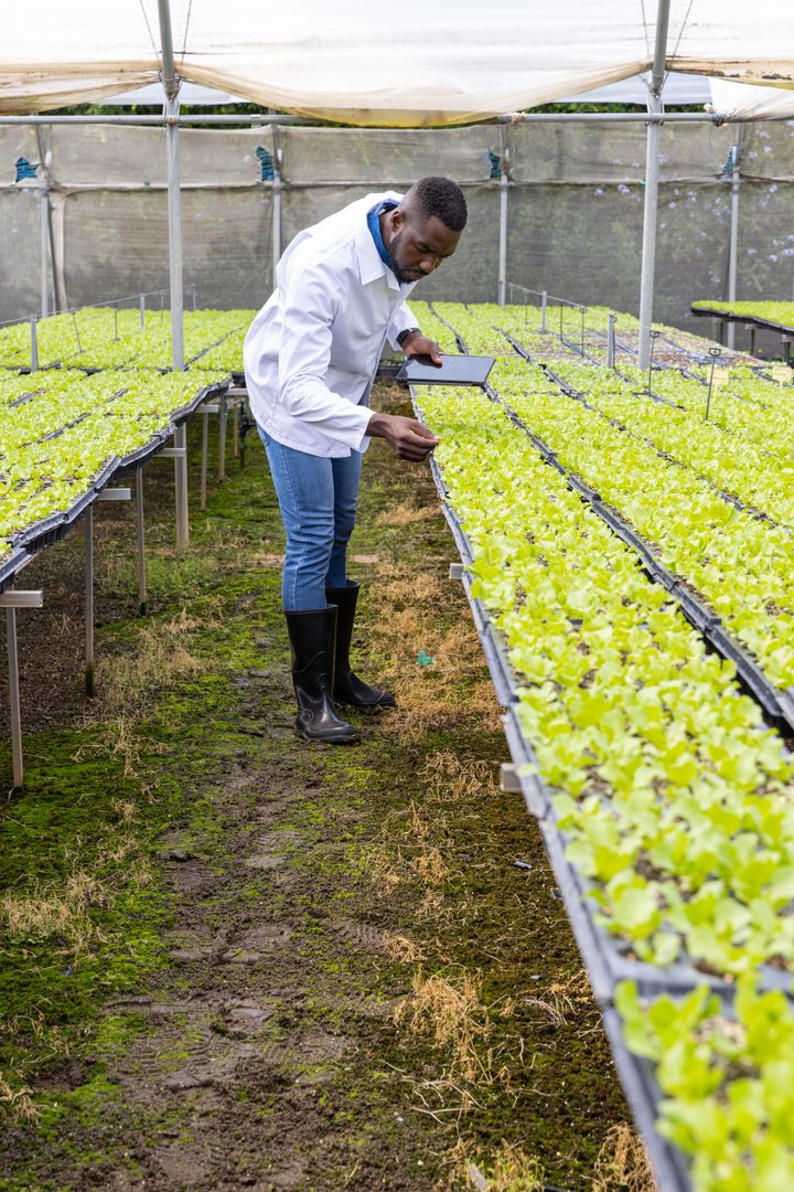 African American Scientist in Greenhouse Observing Seedlings with Tablet