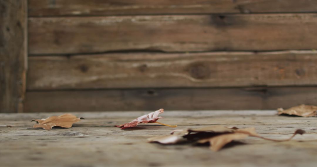 Dry Autumn Leaves on Rustic Wooden Surface