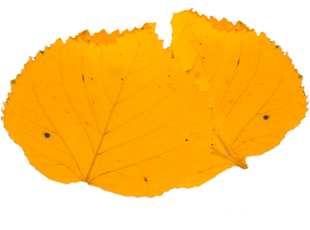 Detailed Yellow Autumn Leaves on Transparent Background