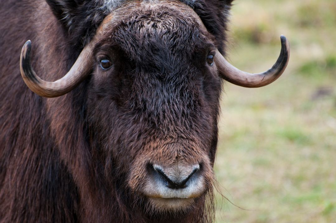 Muskox staring close-up with curved horns and shaggy brown fur in Arctic tundra portrait