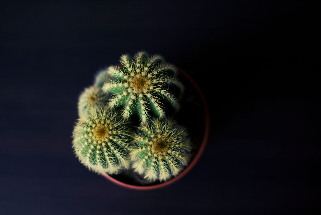 Top view of small potted cactus against dark background - Free Images, Stock Photos and Pictures on Pikwizard.com