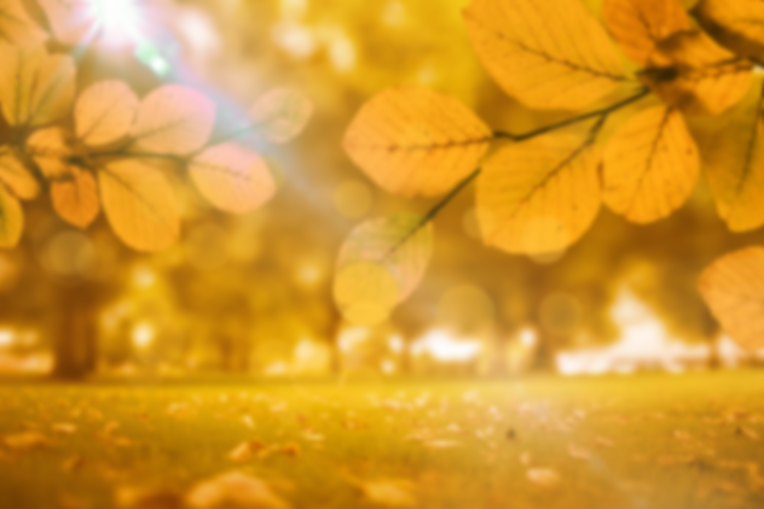 Transparent Yellow Leaves and Sunlight in Autumn Forest - Download Free Stock Images Pikwizard.com