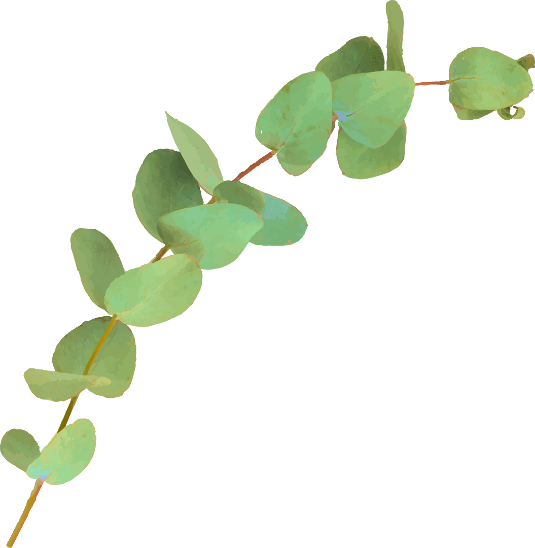 Slender Eucalyptus Branch with Round Leaves on Transparent Background