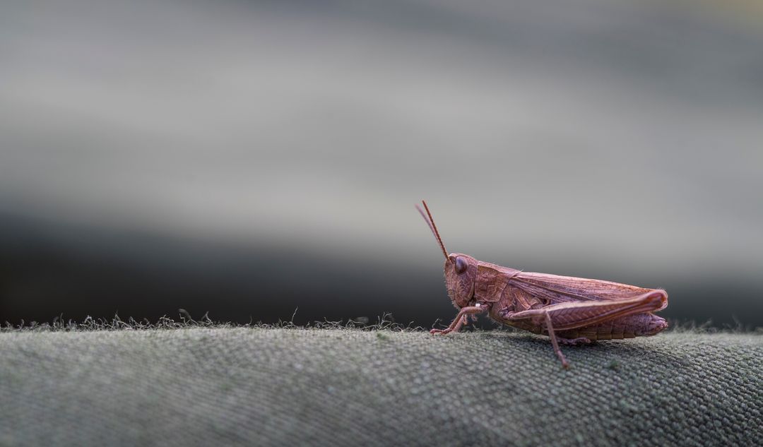 Close-up of Pink Grasshopper Resting on Gray Fabric - Free Images, Stock Photos and Pictures on Pikwizard.com