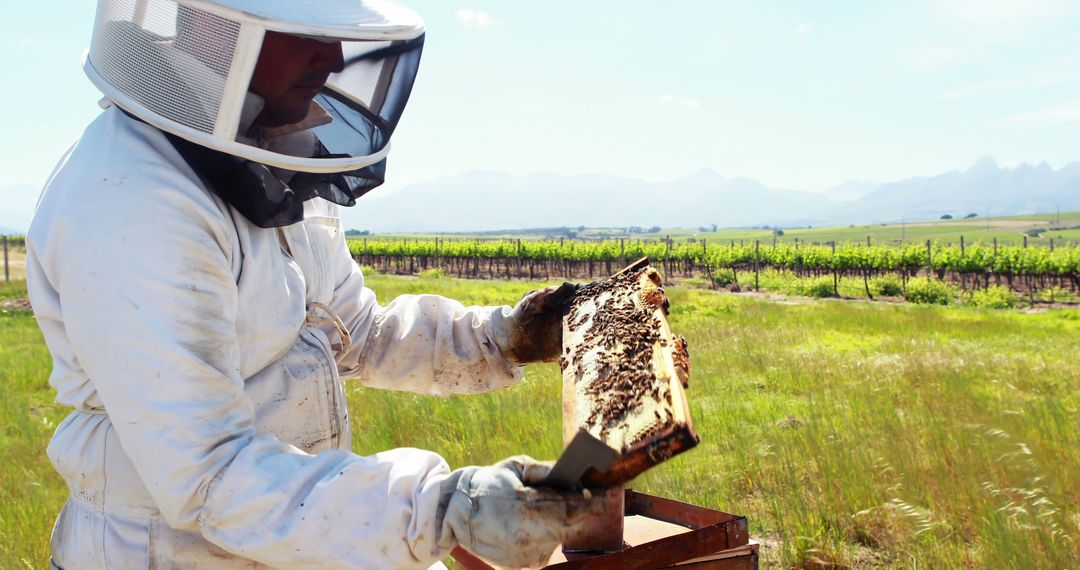 Beekeeper Inspecting Honeycomb in Rural Landscape - Free Images, Stock Photos and Pictures on Pikwizard.com