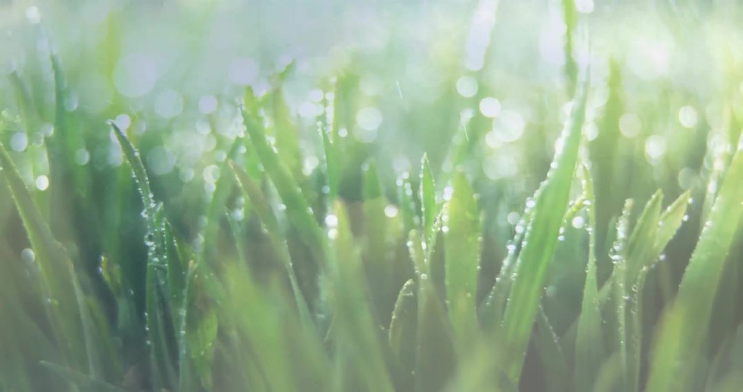 Close-Up of Dew-Covered Grass Blades in Morning Light
