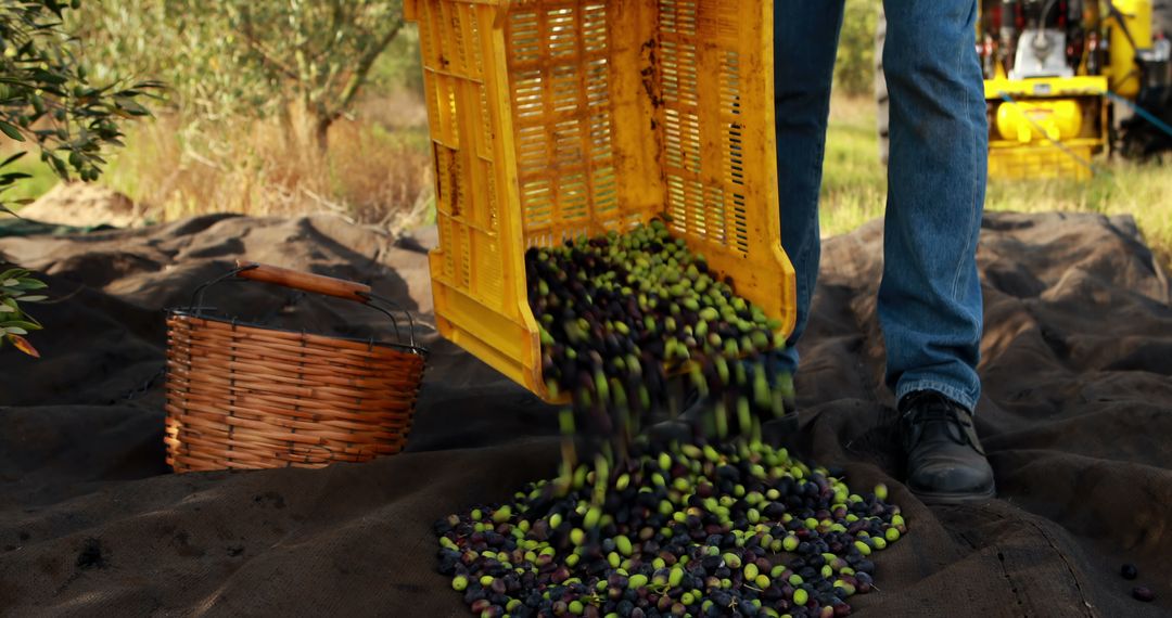 Close-Up of Farmer Harvesting Olives in Orchard - Free Images, Stock Photos and Pictures on Pikwizard.com