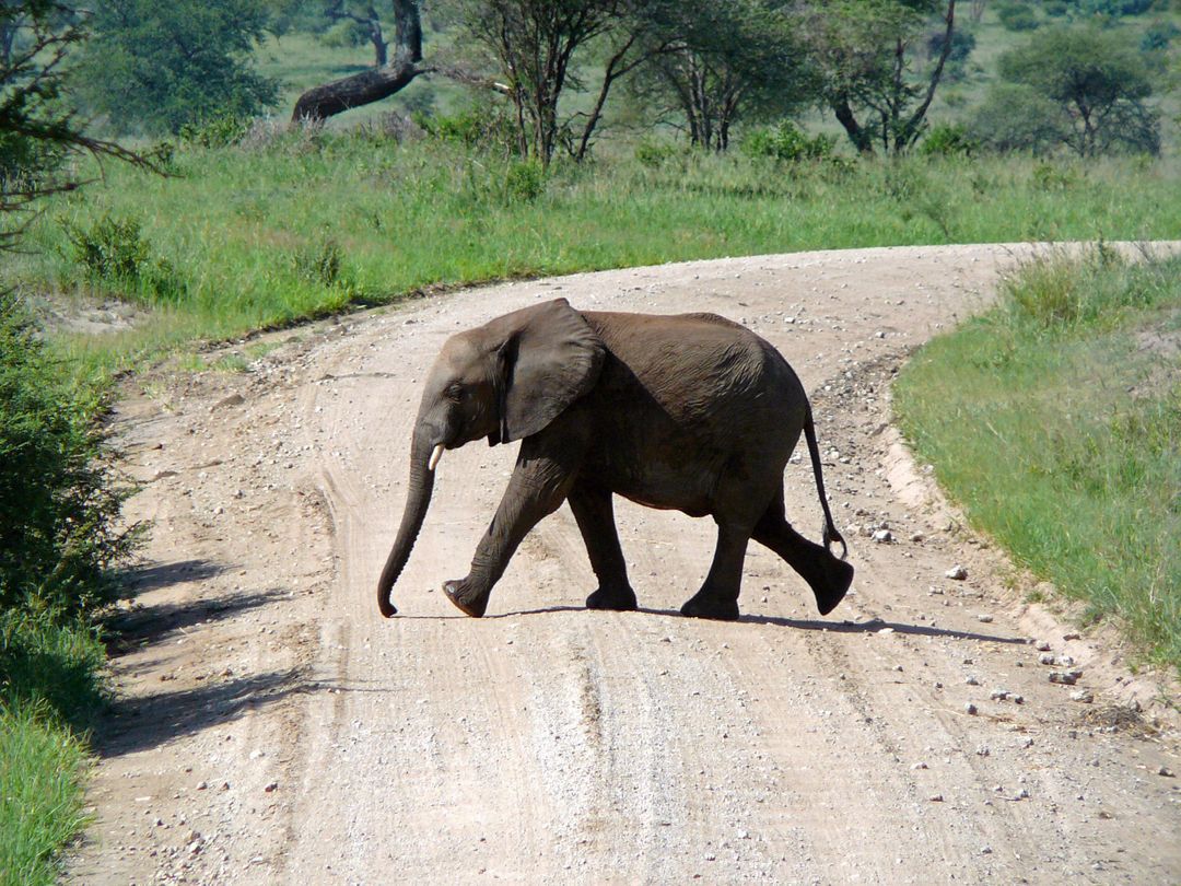 Elephant Calf Crossing Dirt Road in African Savanna - Free Images, Stock Photos and Pictures on Pikwizard.com