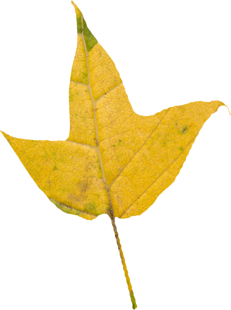 Transparent Autumn Leaf in Yellow Tones with Detailed Veins