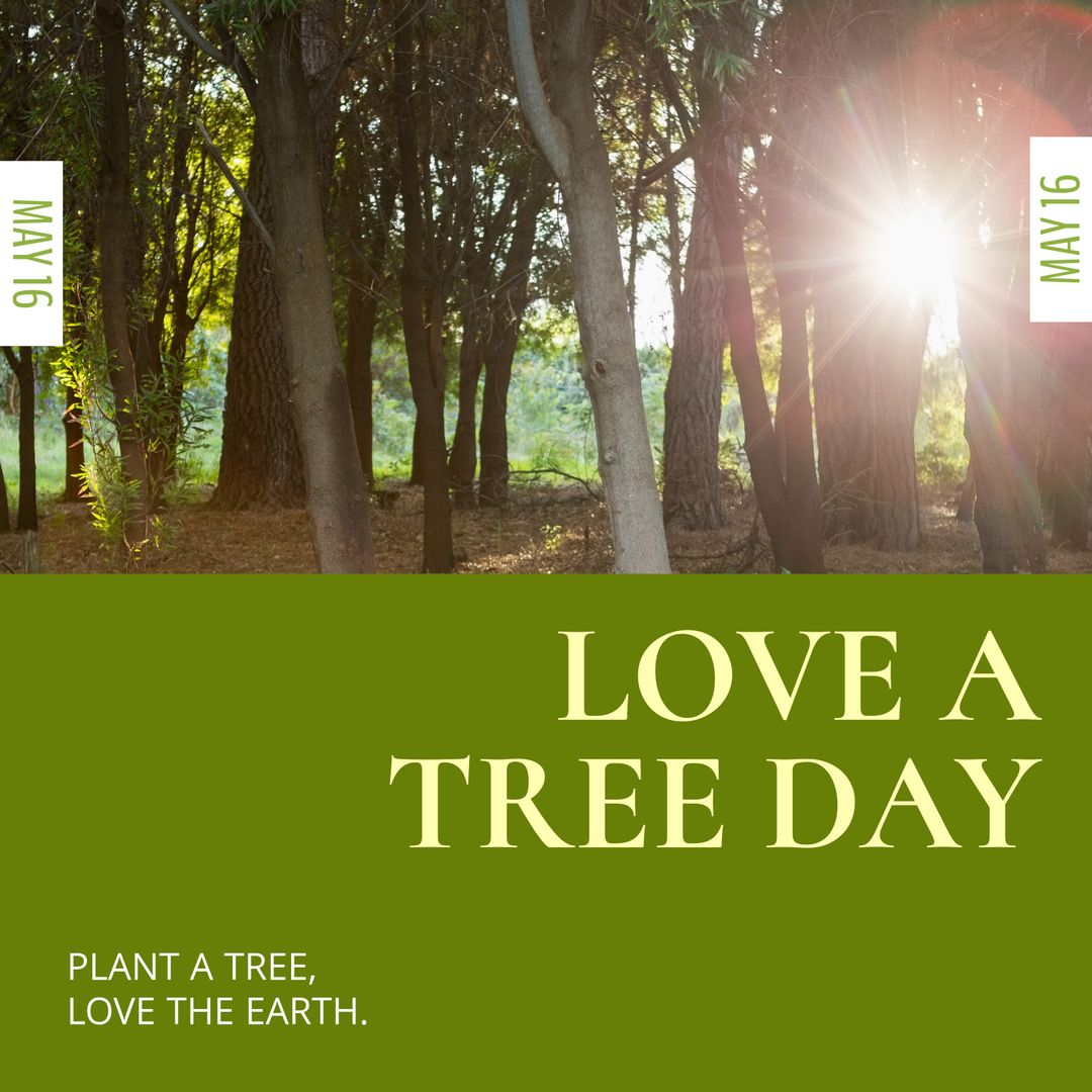 Sunlit Forest Celebrating Love A Tree Day