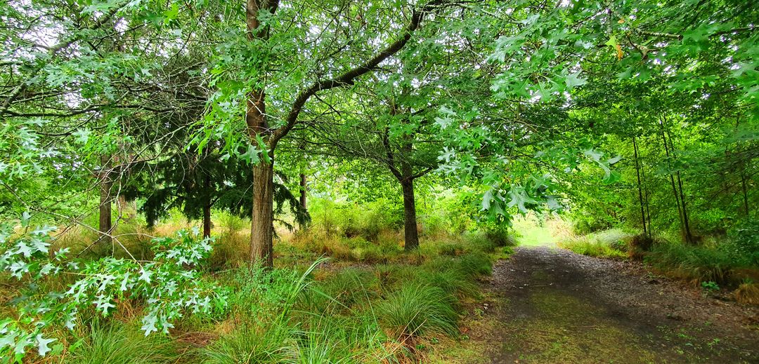 Tranquil Forest Pathway with Lush Greenery