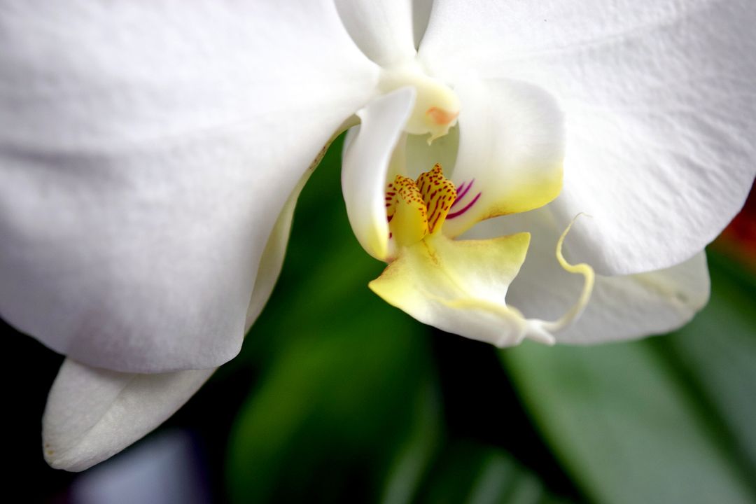 Close-up of White Orchid with Yellow and Pink Center - Free Images, Stock Photos and Pictures on Pikwizard.com