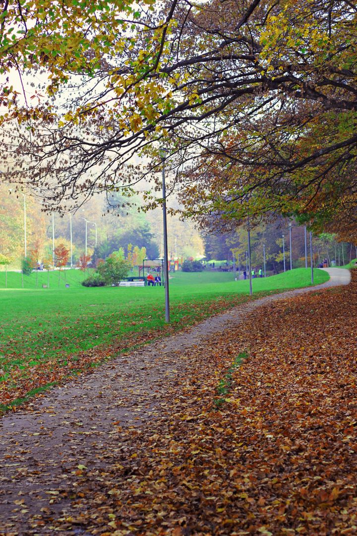 Serene Park Pathway in Autumn with Falling Leaves - Free Images, Stock Photos and Pictures on Pikwizard.com