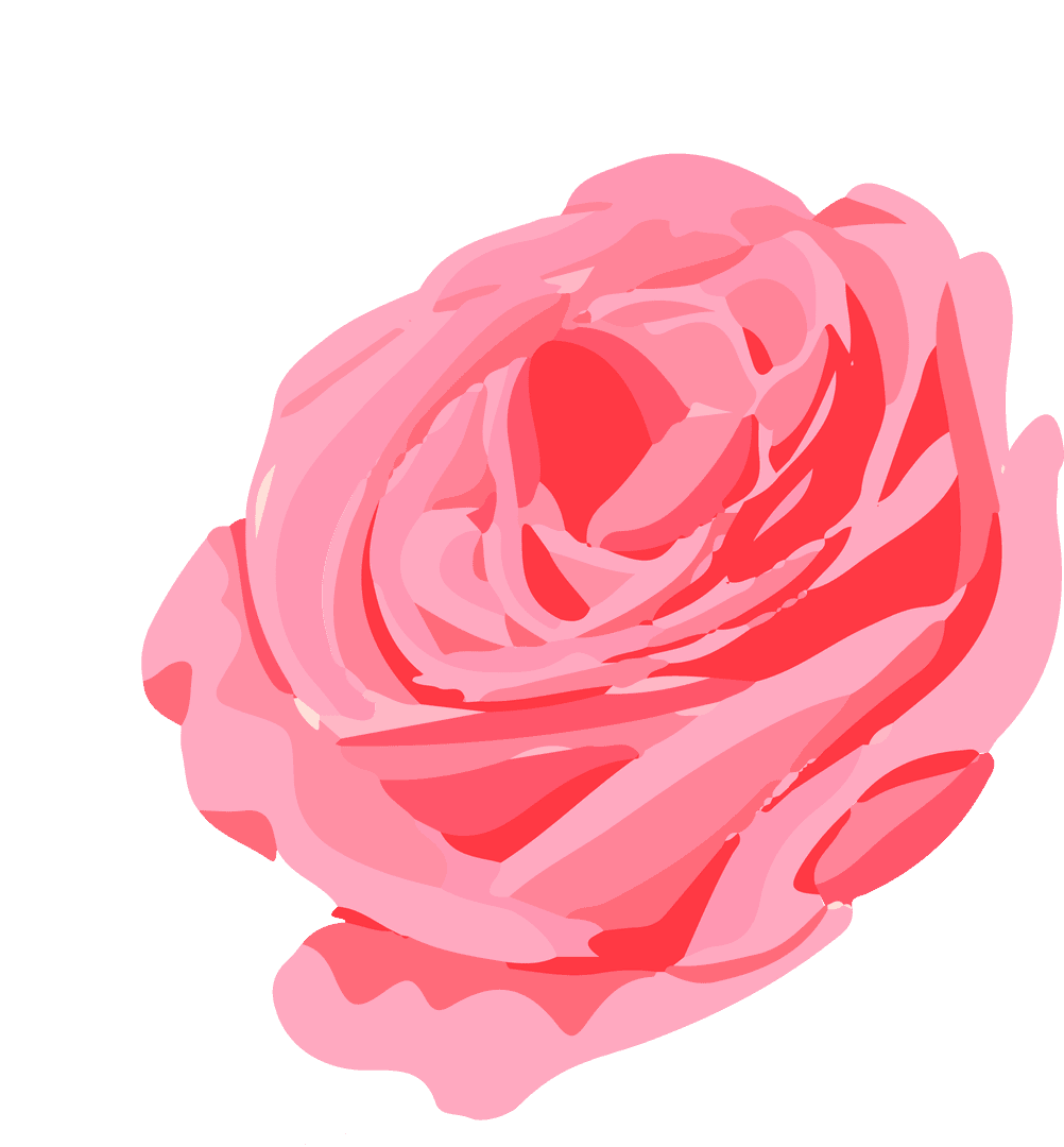 Elegant Pink Stylized Rose Bloom on Transparent Background