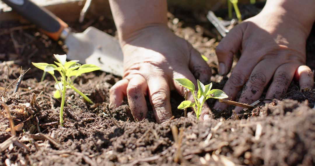 Hands Planting Seedlings in Soil, Gardening Hobby - Free Images, Stock Photos and Pictures on Pikwizard.com