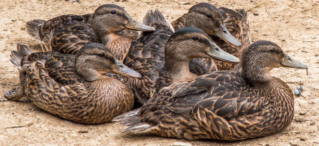 Group of Mallard Ducks Resting Together on Ground - Free Images, Stock Photos and Pictures on Pikwizard.com