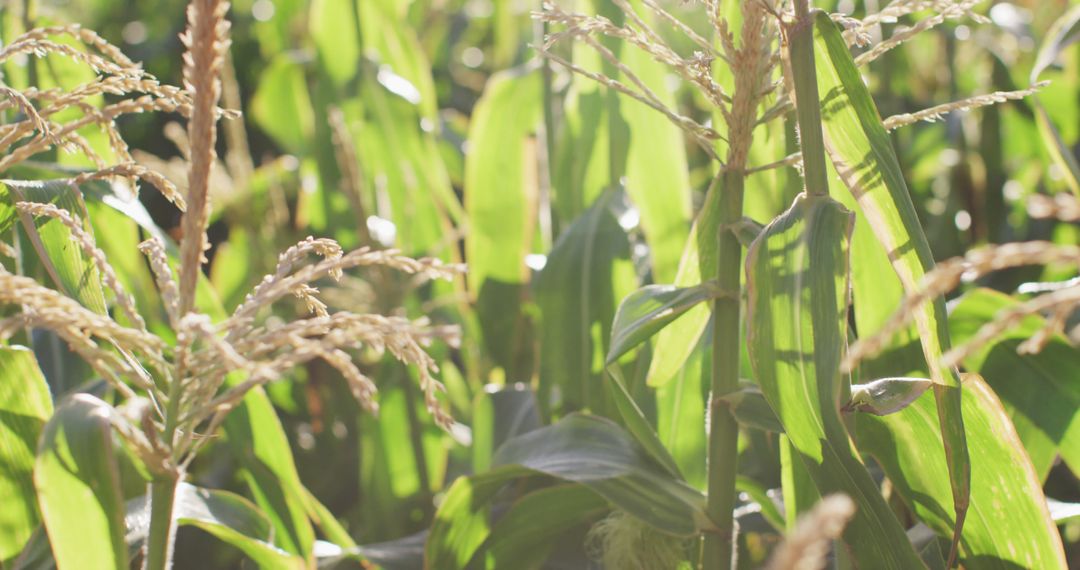 Lush Green Cornfield with Sunlight Filtering Through Leaves - Free Images, Stock Photos and Pictures on Pikwizard.com