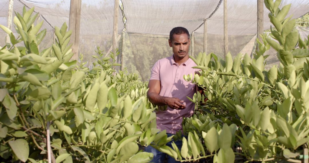 Middle-Eastern Horticulturist Examining Plants in Nursery Shade House