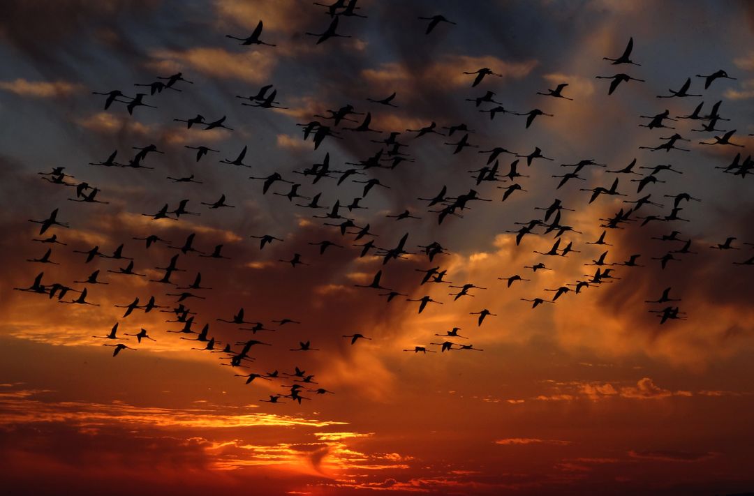 Flock of Birds Flying Against Sky during Sunset - Free Images, Stock Photos and Pictures on Pikwizard.com