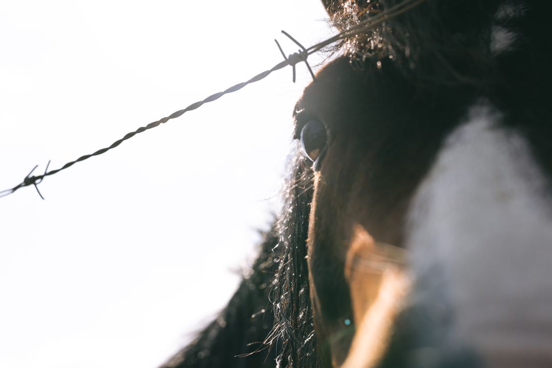 Close-Up of Brown Horse Behind Barbed Wire Fence - Free Images, Stock Photos and Pictures on Pikwizard.com